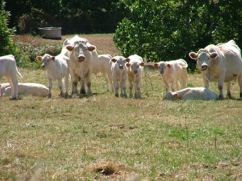 مبيت وإفطار إيجرونْدْ Domaine De La Madeleine المظهر الخارجي الصورة